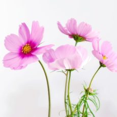 Montrez votre amour grâce aux fleurs Montrez votre amour grâce aux fleurs