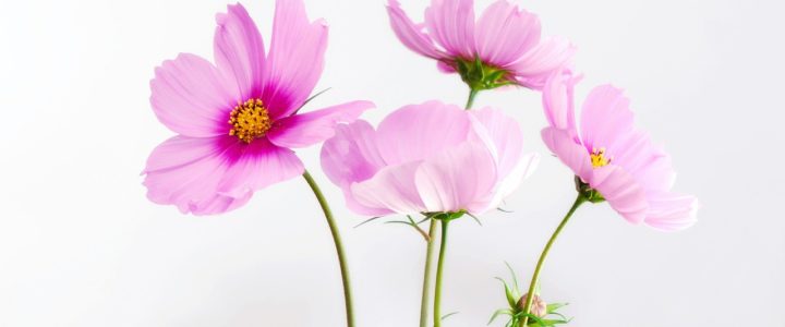 Montrez votre amour grâce aux fleurs Montrez votre amour grâce aux fleurs