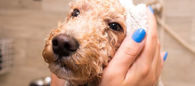 Toiletter son chien à la maison Toiletter son chien à la maison