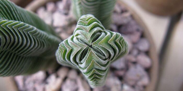 cadeau-plante-grasse