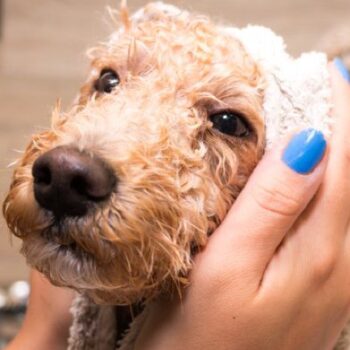 toiletteur-chien